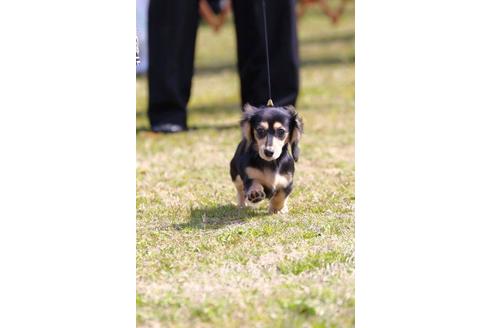 販売中のカニンヘンダックスフンド(ロングヘアード)の親犬
